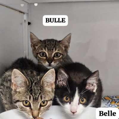 Bulle