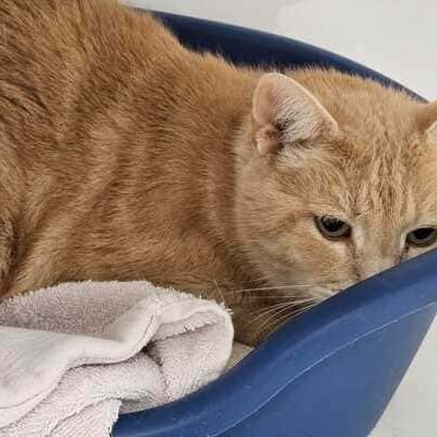 GARFIELD-1-1-1-1