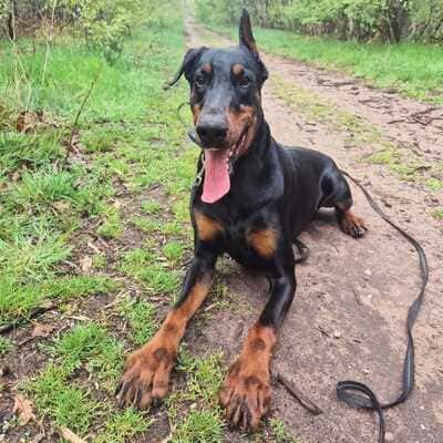 LOKI-1-1-1-1