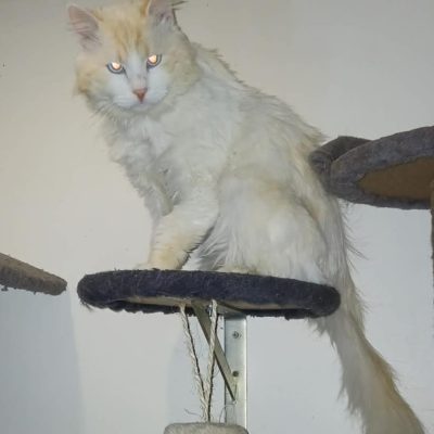 Mufasa 1