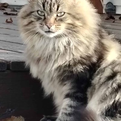 Nounours 1