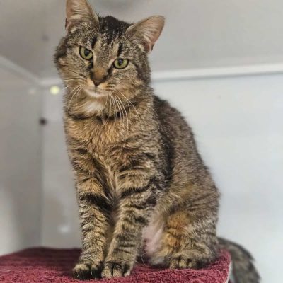 Petunia