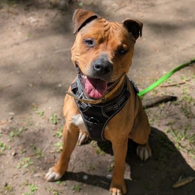 Tayson 1